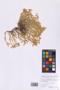 Очиток едкий L., Восточная Европа, Московская область и Москва (E4a) (Россия)