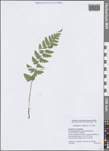 Щитовник гребенчатый (L.) A.Gray, Восточная Европа, Центральный район (E4) (Россия)