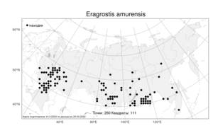 Eragrostis amurensis, Полевичка амурская Prob., Атлас флоры России (FLORUS) (Россия)