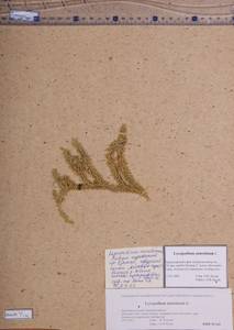 Spinulum annotinum subsp. annotinum, Сибирь, Алтай и Саяны (S2) (Россия)