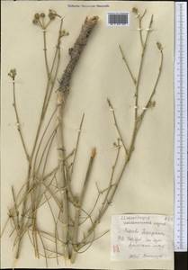 Жабрица пушистоголовая (Pall. ex Spreng.) Schischk., Средняя Азия и Казахстан, Прикаспийский Устюрт и Северное Приаралье (M8) (Казахстан)