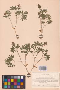 Хохлатка промежуточная, Хохлатка средняя (L.) Mérat, Восточная Европа (без точных пунктов) (E0)