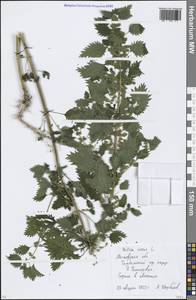 Крапива жгучая L., Восточная Европа, Московская область и Москва (E4a) (Россия)