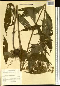 Крестовник дубравный L., Сибирь, Прибайкалье и Забайкалье (S4) (Россия)