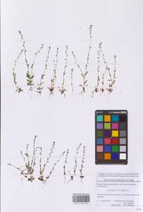 Незабудка прямостоячая Link ex Roem. & Schult., Восточная Европа, Московская область и Москва (E4a) (Россия)