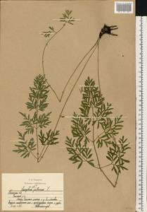 Silphiodaucus prutenicus (L.) Spalik, Wojew., Banasiak, Piwczyñski & Reduron, Восточная Европа, Центральный район (E4) (Россия)