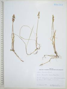 Anthoxanthum glabrum (Trin.) Veldkamp, Сибирь, Дальний Восток (S6) (Россия)