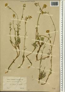 Fibigia multicaulis (Boiss. & Hohen.) Boiss., Зарубежная Азия (ASIA) (Иран)