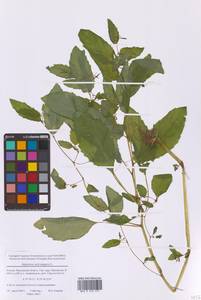 Недотрога обыкновенная L., Восточная Европа, Московская область и Москва (E4a) (Россия)