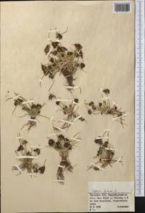 Сыть бурая L., Средняя Азия и Казахстан, Муюнкумы, Прибалхашье и Бетпак-Дала (M9) (Казахстан)