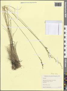 Овсяница разноцветная Haenke, Кавказ, Дагестан (K2) (Россия)