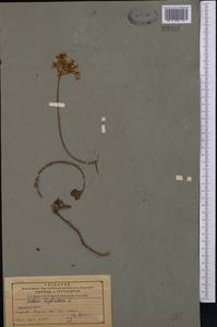 Очиток гибридный (L.) 't Hart, Средняя Азия и Казахстан, Северный и Центральный Тянь-Шань (M4) (Казахстан)