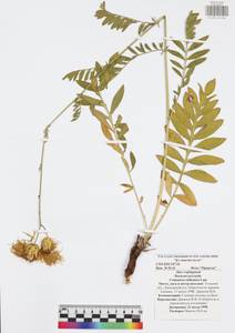 Rhaponticoides ruthenica (Lam.) M. V. Agab. & Greuter, Восточная Европа, Центральный район (E4) (Россия)