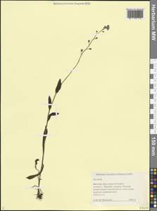 Незабудка, Кавказ, Дагестан (K2) (Россия)