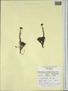 Leptinella dendyi (Cockayne) D.G. Lloyd & C.J. Webb, Австралия и Океания (AUSTR) (Новая Зеландия)