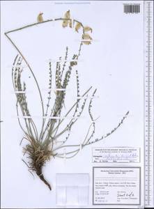 Astragalus submitis Boiss. & Hohen., Зарубежная Азия (ASIA) (Иран)