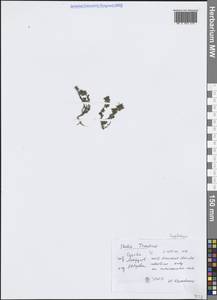 Очанка, Западная Европа (EUR) (Италия)