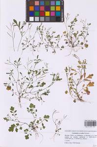 Cardamine occulta Hornem., Восточная Европа, Московская область и Москва (E4a) (Россия)