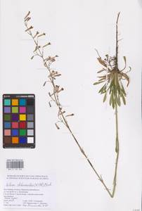 Смолевка зеленоцветковая (Willd.) Ehrh., Восточная Европа, Ростовская область (E12a) (Россия)