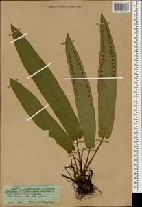 Костенец сколопендровый, Кавказ, Абхазия (K4a) (Абхазия)