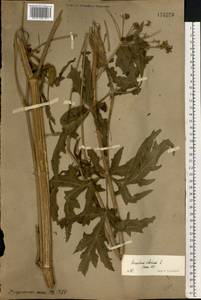 Heracleum sphondylium subsp. sibiricum (L.) Simonk., Восточная Европа, Восточный район (E10) (Россия)