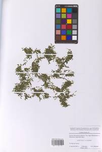 Ряска трехдольная L., Восточная Европа, Московская область и Москва (E4a) (Россия)