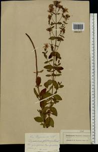 Зверобой пятнистый Crantz, Восточная Европа, Московская область и Москва (E4a) (Россия)