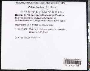 Pohlia tundrae A.J. Shaw, Гербарий мохообразных, Мхи - Дальний Восток (без Чукотки и Камчатки) (B20) (Россия)