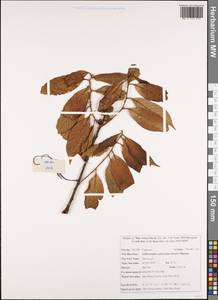 Lithocarpus xylocarpus (Kurz) Markgr., Зарубежная Азия (ASIA) (Вьетнам)