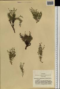 Heterochroa desertorum Bunge, Сибирь, Алтай и Саяны (S2) (Россия)