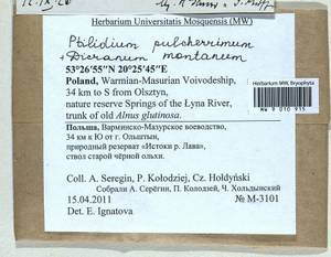 Orthodicranum montanum (Hedw.) Loeske, Гербарий мохообразных, Мхи - Западная Европа (BEu) (Польша)