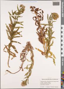 Achillea alpina subsp. camtschatica (Heimerl) Kitam., Сибирь, Дальний Восток (S6) (Россия)