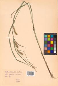 Осока грязная Van Heurck & Müll.Arg., Сибирь, Дальний Восток (S6) (Россия)