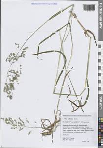 Мятлик сибирский Roshev., Сибирь, Прибайкалье и Забайкалье (S4) (Россия)