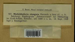 Mielichhoferia elongata (Hoppe & Hornsch. ex Hook.) Hornsch., Гербарий мохообразных, Мхи - Западная Европа (BEu) (Австрия)