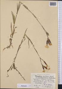 Гвоздика пышная L., Средняя Азия и Казахстан, Западный Тянь-Шань и Каратау (M3) (Киргизия)