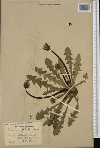Taraxacum gelertii Raunk., Западная Европа (EUR) (Швеция)