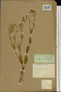 Gypsophila vaccaria (L.) Sm., Восточная Европа, Центральный район (E4) (Россия)