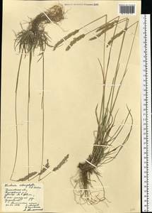 Koeleria macrantha subsp. macrantha, Восточная Европа, Средневолжский район (E8) (Россия)