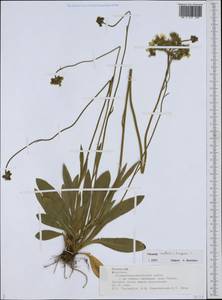 Ястребиночка скученная (Froel.) Fr., Восточная Европа, Средневолжский район (E8) (Россия)