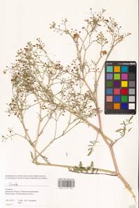 Катран, Восточная Европа, Южно-Украинский район (E12) (Украина)