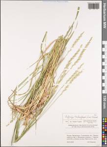 Thinopyrum intermedium subsp. intermedium, Восточная Европа, Средневолжский район (E8) (Россия)