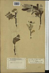 Salix helvetica Vill., Западная Европа (EUR) (Неизвестно)