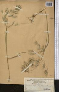 Костер растопыренный L., Средняя Азия и Казахстан, Западный Тянь-Шань и Каратау (M3) (Казахстан)