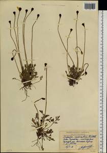 Oreomecon radicatum subsp. radicatum, Сибирь, Чукотка и Камчатка (S7) (Россия)