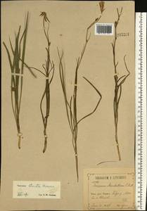 Pseudopodospermum tauricum (M. Bieb.) Vasjukov & Saksonov, Восточная Европа, Центральный лесостепной район (E6) (Россия)