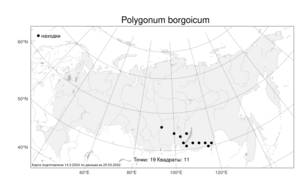 Polygonum borgoicum, Спорыш боргойский Tupitz., Атлас флоры России (FLORUS) (Россия)