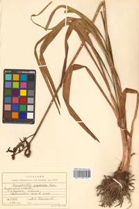 Hemerocallis yezoensis H.Hara, Сибирь, Дальний Восток (S6) (Россия)