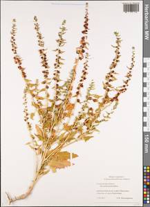 Blitum virgatum subsp. virgatum, Восточная Европа, Средневолжский район (E8) (Россия)