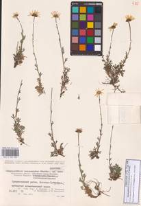 Chrysanthemum zawadzkii subsp. peleiolepis (Trautv.) Zuev, Сибирь, Чукотка и Камчатка (S7) (Россия)